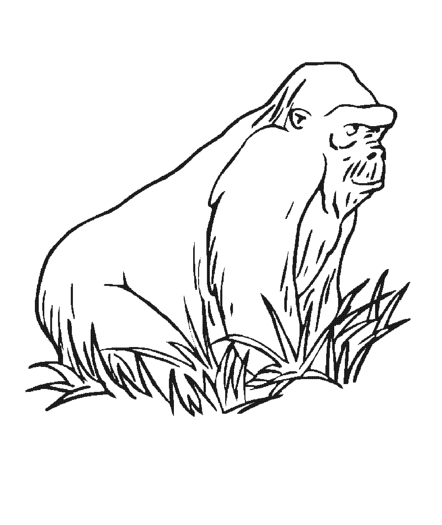 Plansa de colorat cu Gorilla 26 19